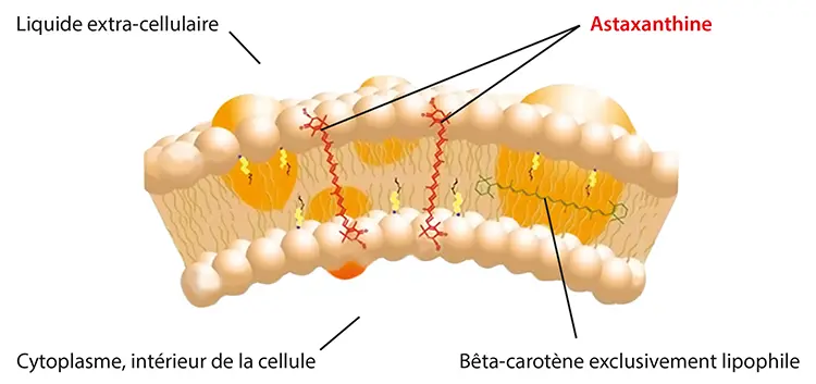 Huil de krill SuperbaBoost® riche en astaxanthine